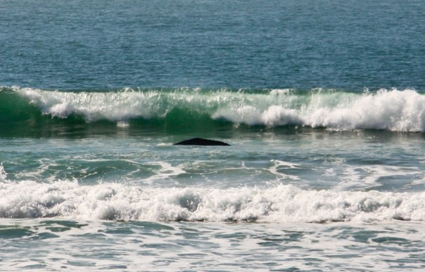 ballena ok