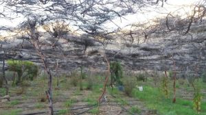 sembradio marihuana ensenada