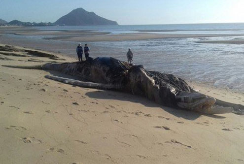 ballena-on