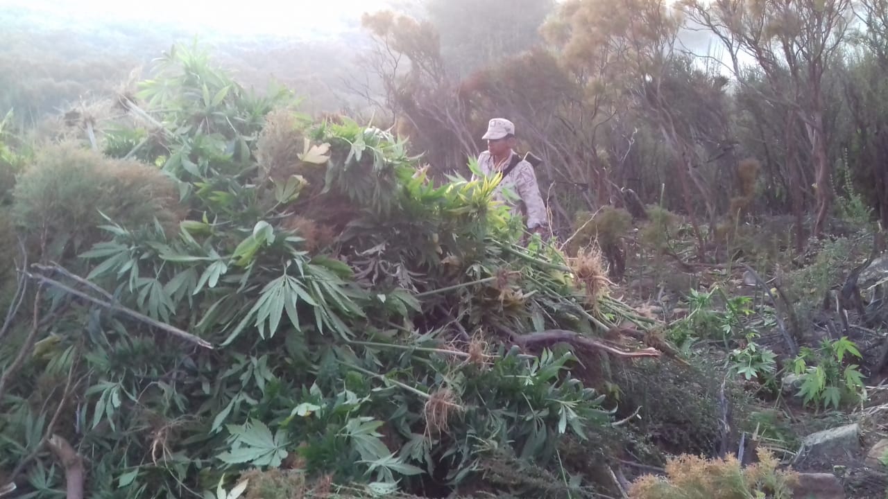 Aseguran 10 plantíos de mariguana y destruyen media tonelada de droga en Ensenada