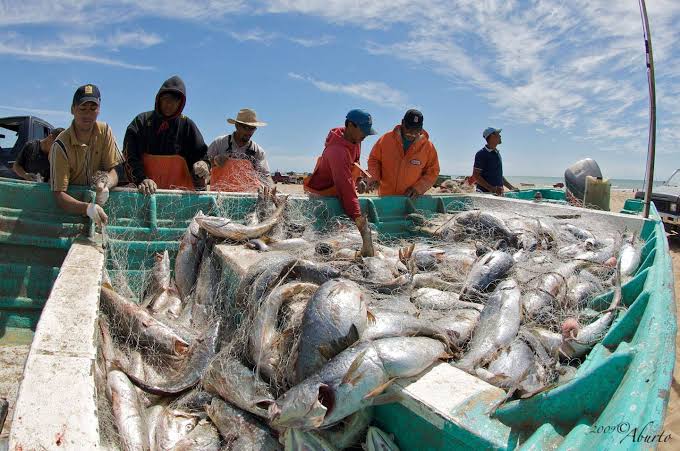 Prohibe EU importar pescadería del Alto Golfo de California por no proteger a vaquita marina