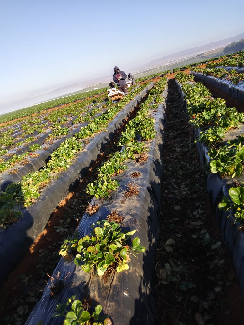 Pugnan jornaleras indígenas de San Quintín por condiciones laborales favorables 