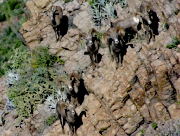 Censan al borrego cimarrón, especie protegida de Baja California 