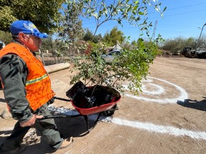 GOBIERNO DE MEXICALI DONARÁ 13 MIL PLANTAS EN VIVEROS MUNICIPALES A PARTIR DEL 23 DE MARZO