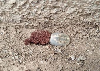 Garrapata, parásito que genera problemas de salud pública en San Quintín