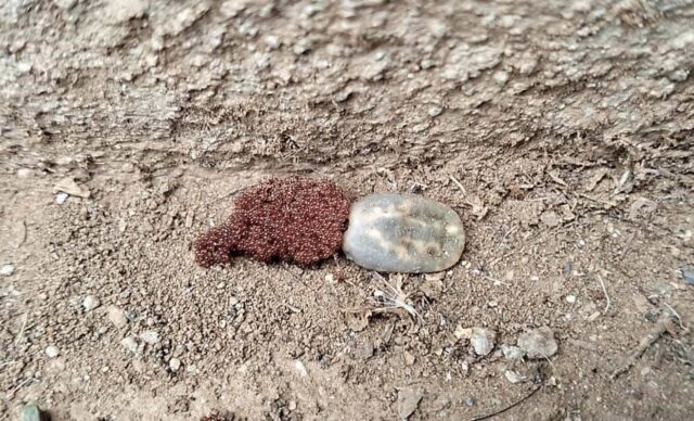 Garrapata, parásito que genera problemas de salud pública en San Quintín