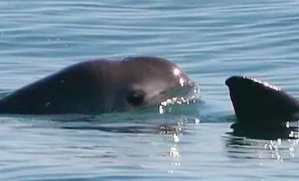 Detectan ejemplares de vaquita marina en Golfo de California