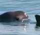Detectan ejemplares de vaquita marina en Golfo de California